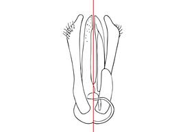   Osmia ribifloris  male, diagram showing the genitalia with the dorsal view on the left side and the ventral view on the right, diagram modified from Rust 1974 
